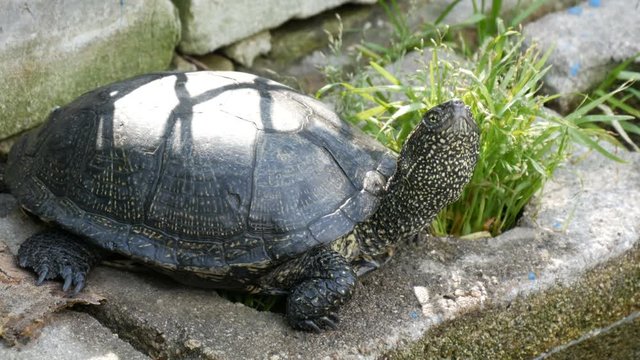 Large black turtle sits in a park