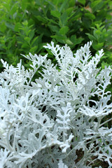 シルバーリーフ