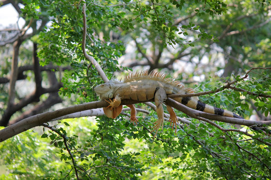 iguana sitting on tree in nature