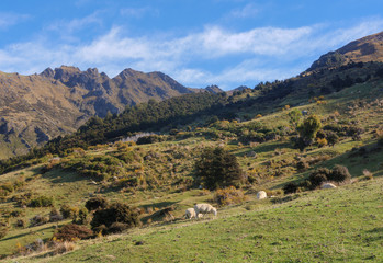 Fototapeta na wymiar Rural landscape of New Zealand
