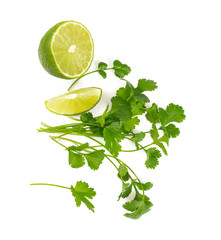 bundle of cilantro isolated on white