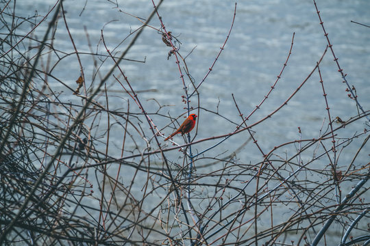Cardinal on branches by water in winter