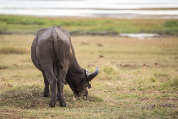 Fototapeta premium But!