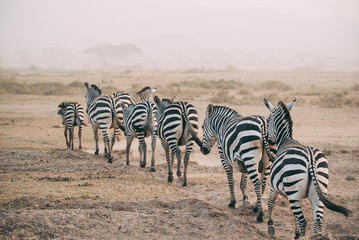 Follow the Leader