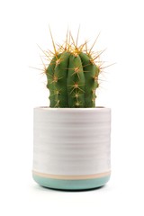 Small indoor cactus plant in white clay pot isolated on a white background