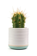 Fototapeten Kleine Indoor-Kaktuspflanze im weißen Tontopf isoliert auf weißem Hintergrund © Jenifoto