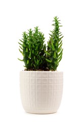 Small indoor cactus plant in white clay pot isolated on a white background