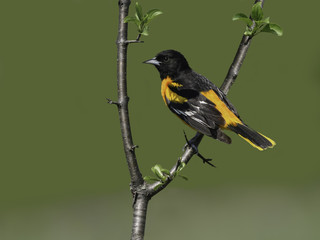 Male Baltimore Oriole in Spring