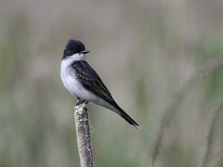 Obraz premium Eastern Kingbird Perched on Cattail in Spring