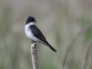 Eastern Kingbird Perched on Cattail in Spring