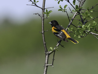Male Baltimore Oriole in Spring