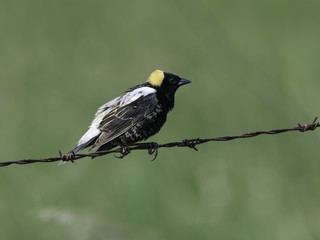 Bobolink Perched on a Fence Wire against Green Background