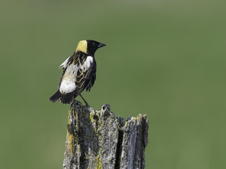 Bobolink Perched on a Post against Green Background