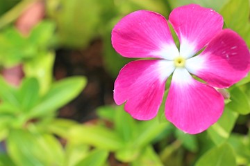 Vinca flowers in tropical