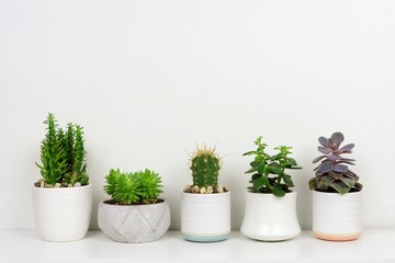 Group of various potted cacti and succulent plants in a row. Side view on white shelf against a white wall.