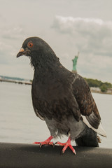 City Pigeon