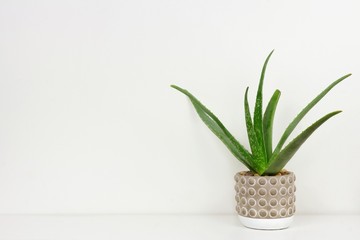 Aloe vera plant in a cement pot. Side view on white shelf against a white wall. Copy space.