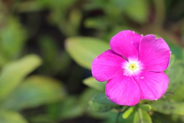 Vinca flowers in tropical