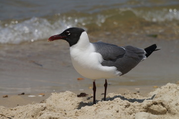 SEagull on the beach