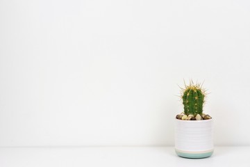 Indoor cactus plant in a white pot. Side view on white shelf against a white wall. Copy space.