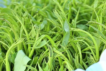 morning glory at the market