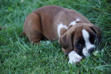 Obraz premium Magnifique chiot Boxer fauve marqué en blanc