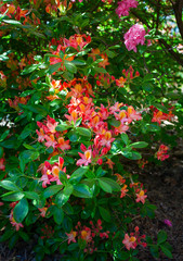 Fototapeta na wymiar Rhododendron plants in bloom with flowers