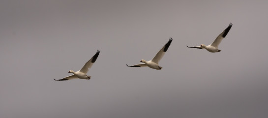 Snow geeses trio flying toward the Arctic