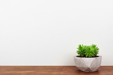 Indoor succulent plant in a cement pot. Side view on wood shelf against a white wall. Copy space.