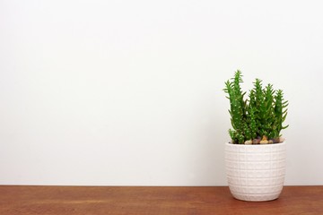 Indoor cactus plant in a white pot. Side view on wood shelf against a white wall. Copy space.