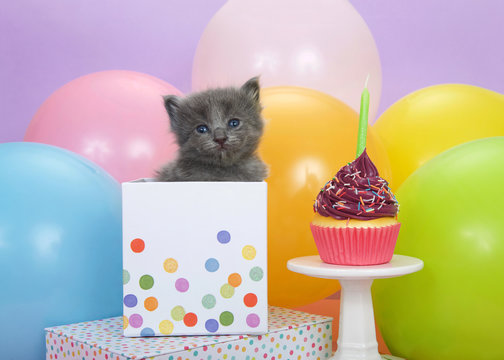 Tiny grey kitten with blue eyes peaking out of a polka dot birthday present next to a purple frosted cup cake with sprinkles and a candle, balloons in background with purple wall.