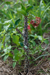 Euphorbia milii also called crown of thorns or Christ plant.