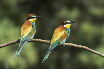 bee-eater Merops apiaster