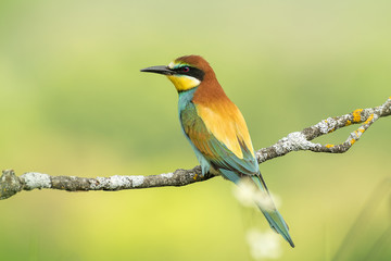 bee-eater Merops apiaster