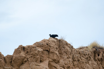 Black vulture bird sitting on the soil formation