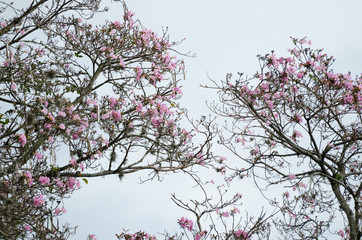 Natural background: pink blooming tree against blue sky