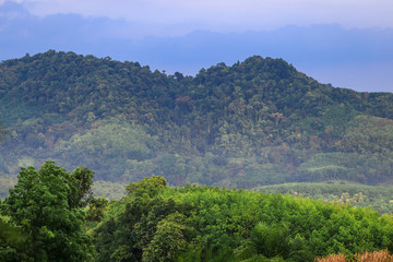 The tree grows along the hills (palm tree). On the hill And the wind blows all the time. Take some time off from work all day.