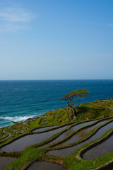 World Agricultural heritage, Noto. Spring of Shiroyone Senmaida, Wajima city, Ishikawa....