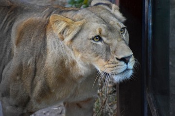 LEONA DEL ZOO METRO DE STGO