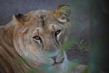 LEONA PRIMER PLANO ZOO MET