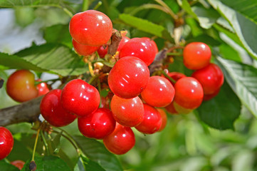 The ripe cherries are on the tree