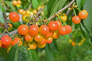 The ripe cherries are on the tree