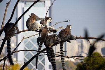 LEMUR FAMILIA ZOO MET