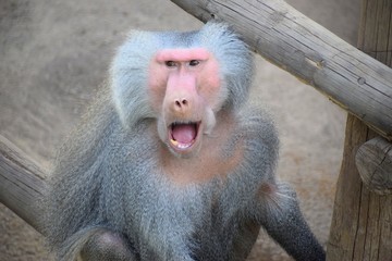 papión sagrado zoo met