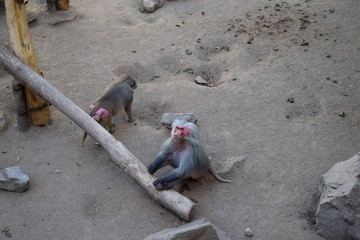 papiones sagrados zoo met