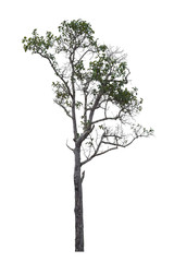 Obraz premium Big tree isolated.