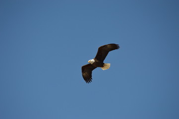Fototapeta na wymiar Eagles and Wildlife