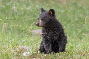 Fototapeta na wymiar Black Bear Cub