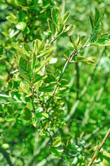 Obraz premium Barnches bundle of bush with green leaves
