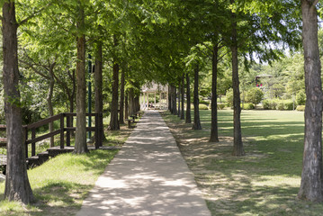 Green Leaf Tree Promenade